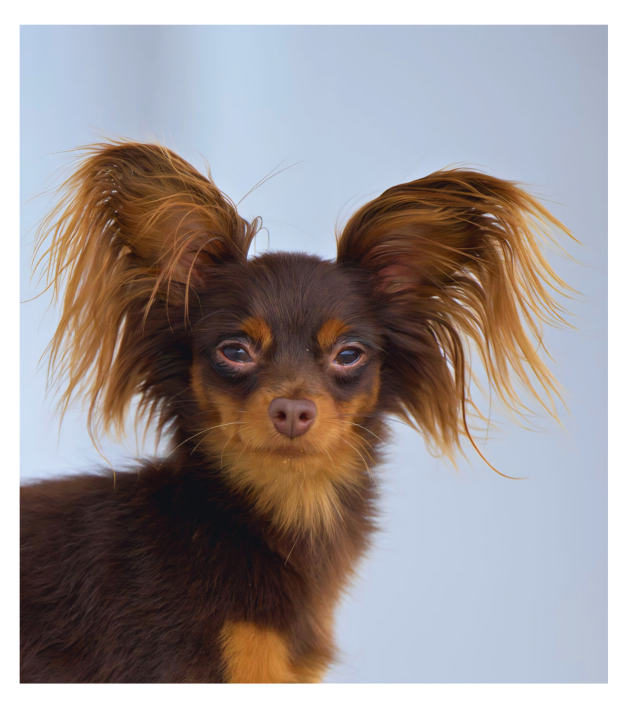 kryl'ya angela Odissej