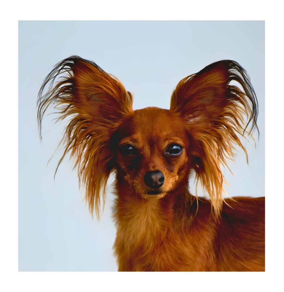 CH. milyi angel Pervaya lubov